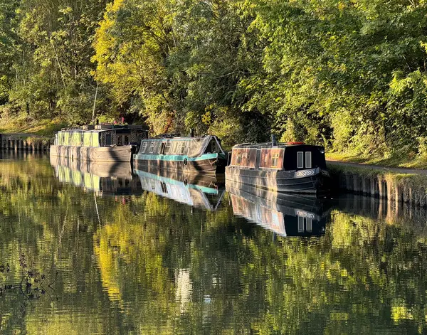 Güneşli bir günde Brentford, Batı Londra 'daki Büyük Birlik Kanalı' nda demirlemiş üç dar tekne. Tekneler yeşil ağaçların altında, sahil yolunda demirli. Sahne suya yansıyor..
