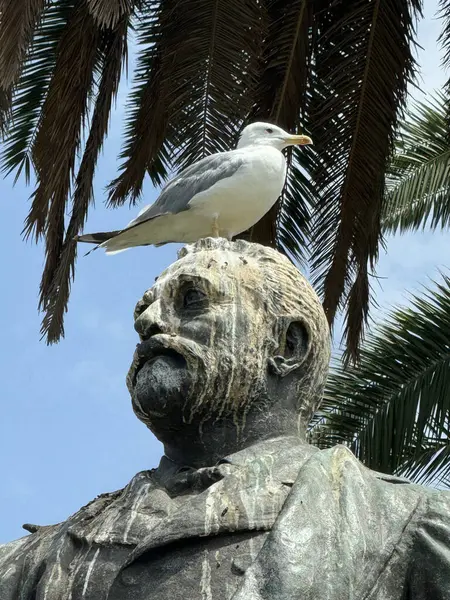 Napoli, İtalya 'da Giovanni Nicotera' nın heykelinin başında bir martı oturuyordu. Heykel kuş kakasıyla kaplı, heykelin arkasında bir palmiye ağacının yaprakları var..