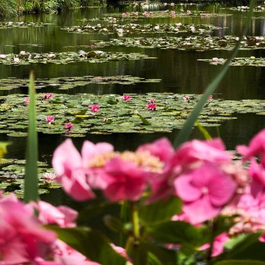 Fransa 'nın Giverny kentindeki Monet' nin bahçesindeki çiçeklerden göletteki ünlü nilüferlere doğru bakıyorum. Ön plandaki pembe çiçekler pembe nilüferlerle bağlantılı..