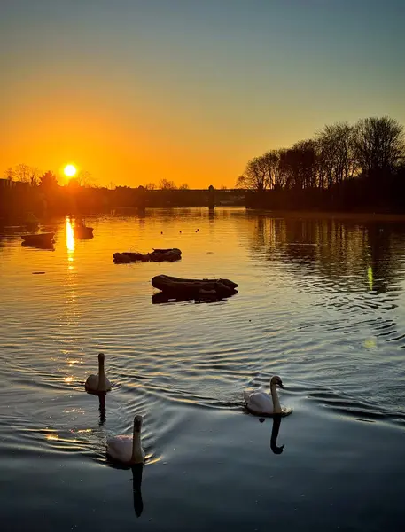 Chiswick, Batı Londra 'daki Thames Nehri' nde kameraya doğru yüzen üç kuğu. Güneş ufuktan yükseliyor bulutsuz gökyüzüne karşı ılık bir parıltı yaratıyor.