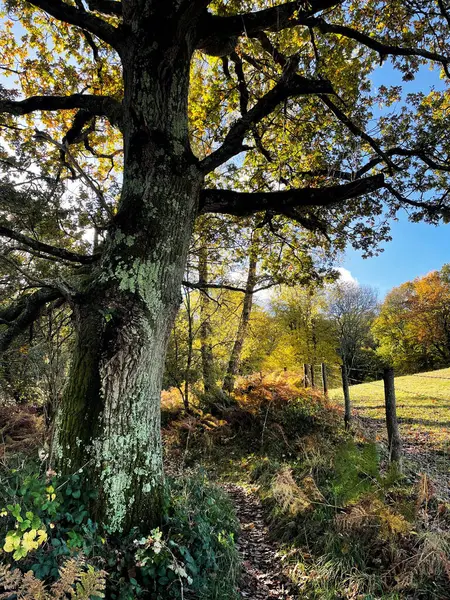 Güneşli bir sonbahar gününde İngiltere, Surrey 'de bir ağaç. Uzağa giden bir patika var. Arkasında çit ve tarla var. Yapraklar sonbahara dönüyor..