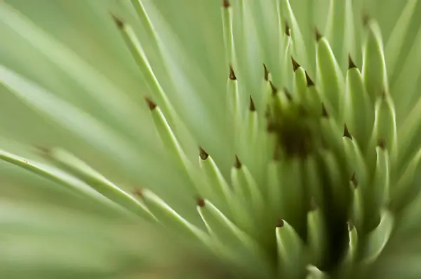 Londra, Kew Gardens 'taki bir serada dikenli yeşil sulu bir bitkinin yakın çekimi. Görüntünün çoğu yumuşak odak ile bulanıklaşır, koyu noktalı uçları bırakır.