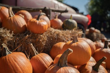 Farklı boyutlarda taze balkabakları bir kamyonun yanında samanlıkta yatar. Sebze Fuarı