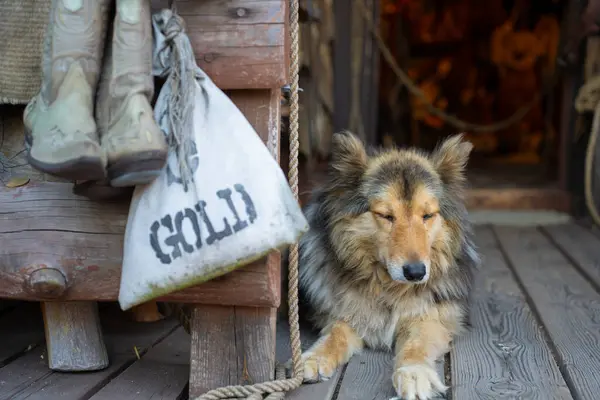 Evin terasında bir köpek var. Vahşi Batı. Şerifin evi. Batı kırsalında.