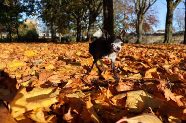 Mutlu siyah bir chihuahua köpeği renkli yaprakların arasında oynar. Köpek, çay fincanı chihuahua, sonbahar, yapraklar, sonbahar, mutlu, neşeli, sevimli, evcil hayvan