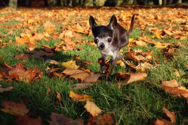 Mutlu siyah bir chihuahua köpeği renkli yaprakların arasında oynar. Köpek, çay fincanı chihuahua, sonbahar, yapraklar, sonbahar, mutlu, neşeli, sevimli, evcil hayvan