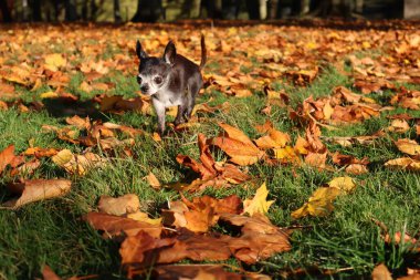 Mutlu siyah bir chihuahua köpeği renkli yaprakların arasında oynar. Köpek, çay fincanı chihuahua, sonbahar, yapraklar, sonbahar, mutlu, neşeli, sevimli, evcil hayvan