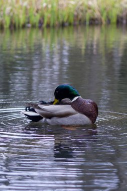 Bir ördek gölde yüzüyor ve arkasında mavi bir köprü var. Yüksek kalite fotoğraf