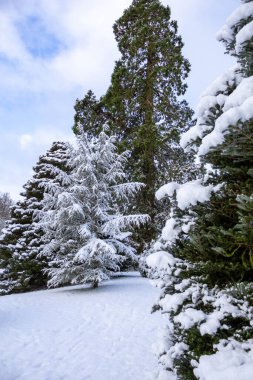Karlı bir parkın ortasındaki büyük, dallı çam ağaçları. Huzurlu, beyaz bir kış manzarasıyla çevrili. Mavi ve bulutlu gökyüzü. İskoçya