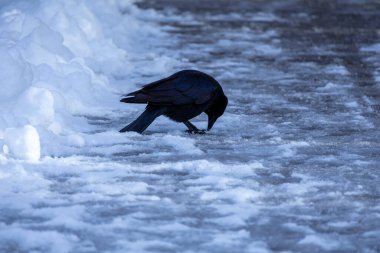 Kara karga kışın karlı zeminde oturur. İskoçya 