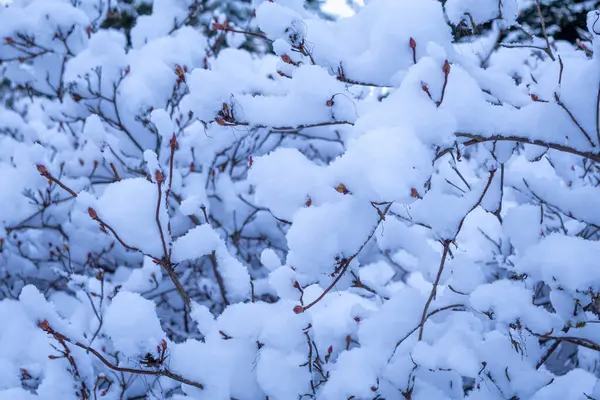 Huzurlu bir kış manzarasında karla kaplı çalılar. Yüksek kalite fotoğraf