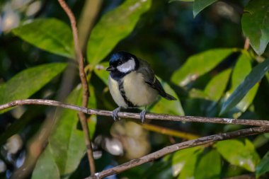 Great Tit small bird with yellow chest. The bird sitting on the tree branch surrounded by green leaves. High quality photo