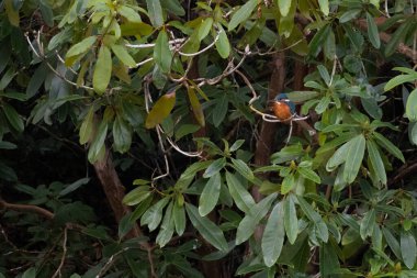 Bulanık arka planda asılı duran bir dalın üzerine tünemiş Avrupalı bir kralbalıkçı görüntüsü. İskoçya, İngiltere. Yüksek kalite fotoğraf