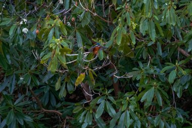 European kingfisher in action. Green trees branches in the background. Scotland, UK. High quality photo clipart