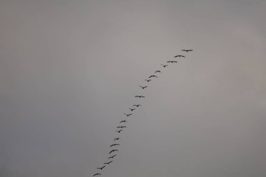 Gri gökyüzünde uzun bir sıra halinde göç eden kuş sürüsü. İskoçya Vahşi Hayatı. Yüksek kalite fotoğraf