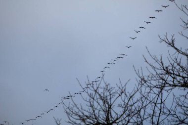 Göçmen kuş sürüsü mavi gökyüzünde tek sıra halinde. İskoçya Vahşi Hayatı. Yüksek kalite fotoğraf