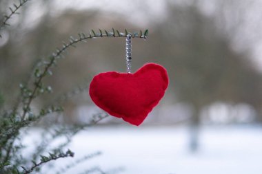 Kışın karlı ağaç dalında kırmızı kalpler. Tatillerde. Sevgililer Günü kutlamanız kutlu olsun. Kalp aşkı konsepti. Yüksek kalite fotoğraf