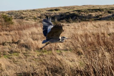 Gri balıkçıl güneşli bir günde havalanıyor. Mavi gökyüzü. İskoç yaban hayatı.