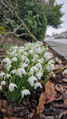 Şubat ayında kardamlaları çiçek açar. Kahverengi yapraklarla çevrili çiçekler. İskoçya yaban hayatı çiçekleri .