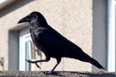 Meraklı bir kuzgunun, duvarın tepesinde yürümesi. İskoçya Yazı. Yüksek kalite fotoğraf