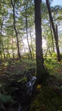 Yeşil Orman. Pine Trees Peri Ormanı. Ağaçlar. Ormanın içinde hareketlilik var. Yazın harika yeşil orman. Ormanda gün batımı. Kamera sağa doğru hareket ediyor, zaman aşımı 4K. Hiperlapse. Yüksek kalite 4k görüntü