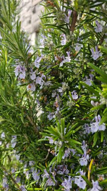 Çiçek açan biberiye dallarının manzarası. Çiçek açan biberiye bitkisi. İskoçya. Fotoğrafı kapat. Yüksek kaliteli fotoğraf.