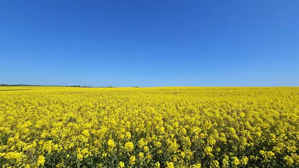 Sarı ırz tohumu tarlası çiçek açıyor. Açık mavi gökyüzü. İskoçya 'da çiçek açan tecavüz tohumu. - Evet. Yüksek kalite fotoğraf