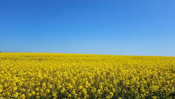 Sarı ırz tohumu tarlası çiçek açıyor. Açık mavi gökyüzü. İskoçya 'da çiçek açan tecavüz tohumu. - Evet. Yüksek kalite fotoğraf