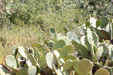 Bir çayırın kenarında geniş ve yaygın bir armut kaktüsü. Portekiz. Yüksek kalite fotoğraf
