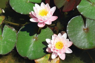 Su yüzeyi yapraklar ve nilüfer çiçekleriyle kaplıdır. Gölette nilüfer çiçeği. Portekiz Floransa. Yüksek kalite fotoğraf.
