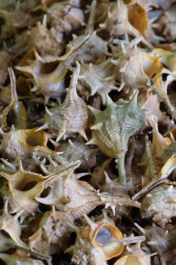 Spiky Seashells Background natural Murex Shells Texture Fish market seafood Portugal. High quality photo