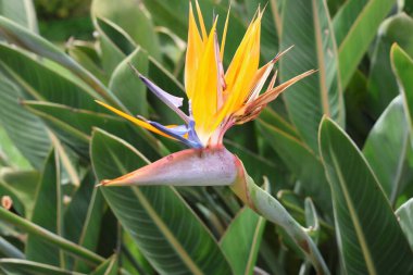 Çiçekli Strelitzia cennet kuşu, turna çiçeği. Çiçek açan tek çiçek. Güney Afrika 'ya özgü olmasına rağmen Portekiz' de çekilmiş büyük yeşil yapraklı arka plan fotoğrafı. Genellikle ev bitkisi yüksek kaliteli fotoğraf olarak kullanılır.