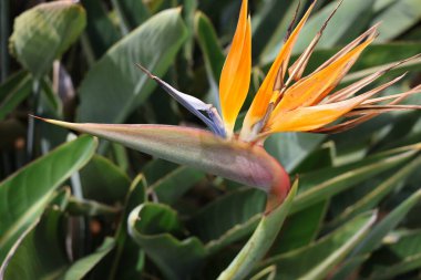 Çiçekli Strelitzia cennet kuşu, turna çiçeği. Çiçek açan tek çiçek. Güney Afrika 'ya özgü olmasına rağmen Portekiz' de çekilmiş büyük yeşil yapraklı arka plan fotoğrafı. Genellikle ev bitkisi yüksek kaliteli fotoğraf olarak kullanılır.