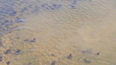 Temiz hava görüntüleri, parlak güneş ışığı altında sakin bir nehirde yüzen ve zarifçe oynayan bir foku yakalar. Deniz memelileri, güneşli bir suda doğal davranışlarını sergileyerek dalıyor ve yüzeylere çıkıyorlar. Doğa ve vahşi yaşam için ideal.