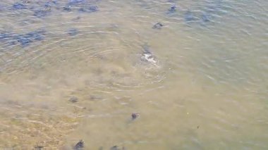 Temiz hava görüntüleri, parlak güneş ışığı altında sakin bir nehirde yüzen ve zarifçe oynayan bir foku yakalar. Deniz memelileri, güneşli bir suda doğal davranışlarını sergileyerek dalıyor ve yüzeylere çıkıyorlar. Doğa ve vahşi yaşam için ideal.