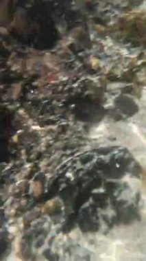 Büyüleyici bir FHD videosu İskoçya 'daki açık ve güneşli Kuzey Denizi' nin üzerinde başlıyor, sonra da su altında sorunsuz bir geçiş. Kamera canlı bir deniz yatağını, karmaşık kaya oluşumlarını, sallanan yosunları ve okyanusun şeffaf derinliklerini ortaya çıkarıyor..