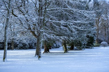 Karlı bir parkın ortasında, büyük, dallı bir ağaç. Huzurlu, beyaz bir kış manzarasıyla çevrili. İskoçya