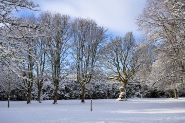 Karlı bir parkın ortasındaki büyük, dallı ağaçlar. Huzurlu, beyaz bir kış manzarasıyla çevrili. İskoçya