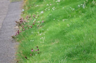 Bulanık gri bir yolun kenarında büyüyen küçük beyaz ve mor kır çiçekleriyle dolu canlı yeşil çimenler doğal, ehlileştirilmemiş bir yol kenarı ya da park sınırını yakalıyor..