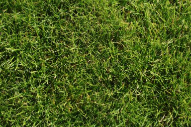 Çimen dokusu - taze kesilmiş, sağlıklı, yeşil çimenlerin geniş bir bölümünün havadan görünüşü. Resim, çok daha büyük bir dikişsiz kalıp ya da yüksek çözünürlüklü arkaplan dokusu oluşturmak için fayanslanmaya hazır. Yüksek kalite fotoğraf