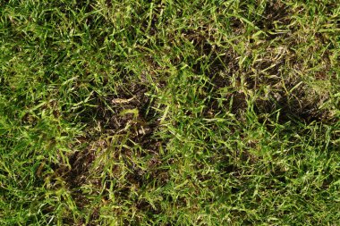 Kel yamalı yeşil çimenler. Üstten alta fotoğraf. Taze kesilmiş çimenler