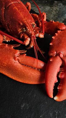 Üstü açık, yakın plan, koyu arka planda pişmiş kırmızı ıstakoz. Fotoğraf kafaya ve antene odaklanıyor. Hazır deniz ürünlerinin karmaşık dokusunu ve canlı rengini gösteriyor..