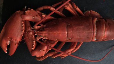 Üstü açık, yakın plan, koyu arka planda pişmiş kırmızı ıstakoz. Fotoğraf kafaya ve antene odaklanıyor. Hazır deniz ürünlerinin karmaşık dokusunu ve canlı rengini gösteriyor..