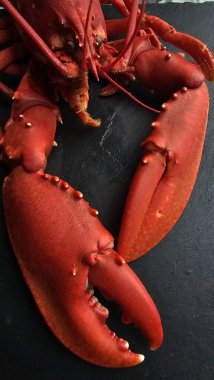 Üstü açık, yakın plan, koyu arka planda pişmiş kırmızı ıstakoz. Fotoğraf kafaya ve antene odaklanıyor. Hazır deniz ürünlerinin karmaşık dokusunu ve canlı rengini gösteriyor..