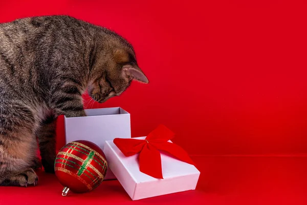 Carino Gatto Gattino Colore Purosangue Strisce Cerca Sorpresa Nella Confezione — Foto Stock