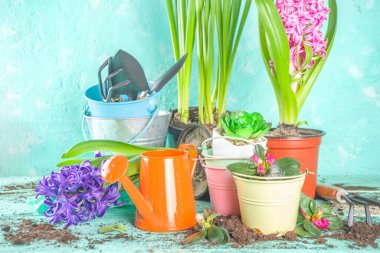 Bahar bahçıvanı konsepti. Bahçe aletleri, otlar ve bitkiler açık mavi ahşap masada. Baharda bahçe kavramı işe yarar. Düz yatış, üst görünüm 