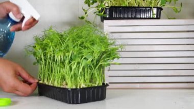 Kadınlar taze yetişmiş mikroçim fışkırtır, mutfak beyaz masa köşesinde. Ev yapımı sağlıklı süper yiyecek mikro sebzeleri. Mikroyeşil Bebek plastik tepsilerde filizlenir. Kentsel ev mikroyeşil çiftlik.