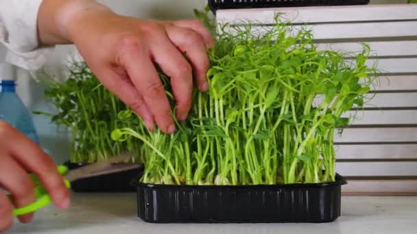 Ženy Stříhají Čerstvě Vypěstovanou Mikrozeleninu Rohu Kuchyňského Bílého Stolu Domov — Stock video