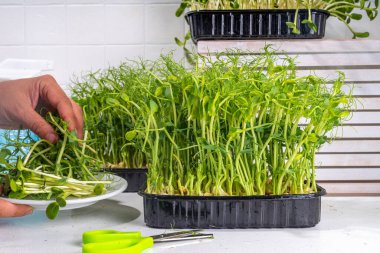 Kadınlar mutfak beyaz masa köşesinde taze yetişmiş mikro yeşillikler kesiyor. Ev yapımı sağlıklı süper yiyecek mikro sebzeleri. Mikroyeşil Bebek plastik tepsilerde filizleniyor, Kentsel ev yapımı mikro-yeşil çiftlik.