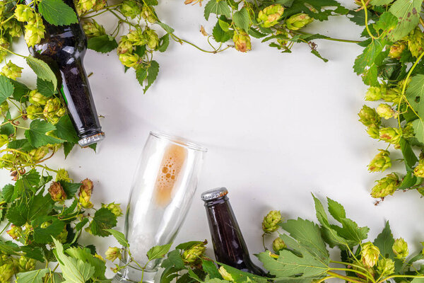 Beer bottle and glass with hop cones, Fresh craft beer and ingredients, copy space on white background